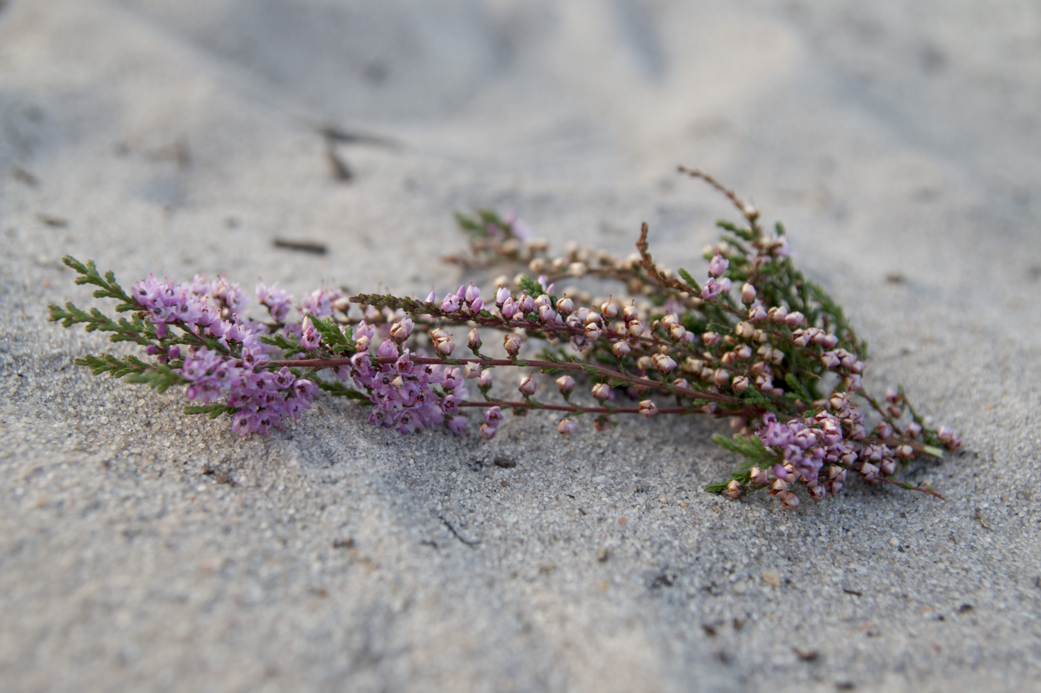 Lüneburger Heide
